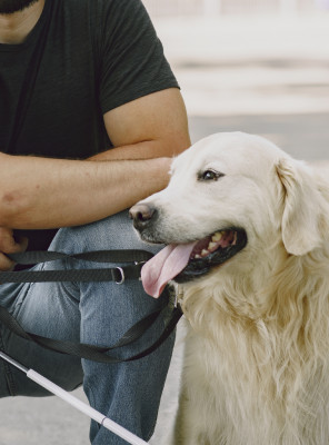 Perros de asistencia